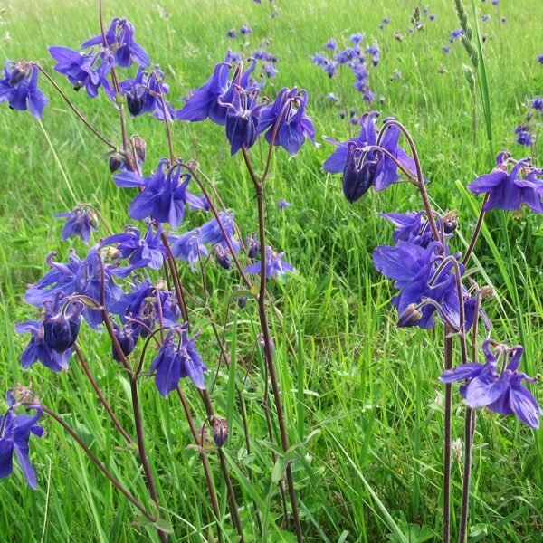 Parastā ozolīte Aquilegia vulgaris