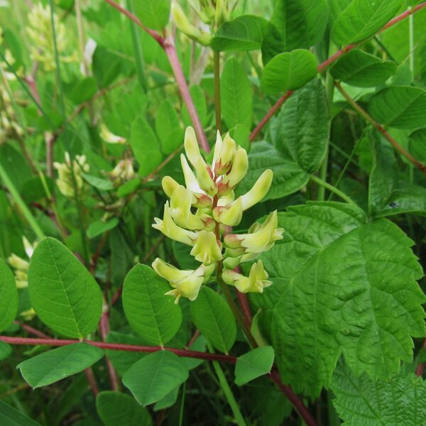 Saldlapu tragantzirnis Astragalus glycyphyllos