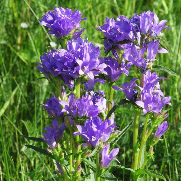 Kamolainā pulkstenīte Campanula glomerata