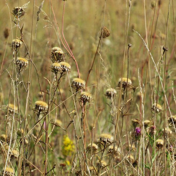 Parastais zeltdadzis Carlina vulgaris