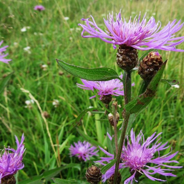 Pļavas dzelzene Centaurea jacea