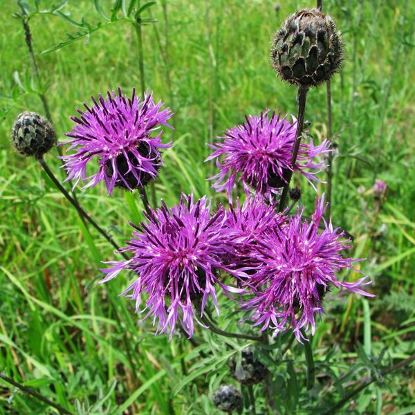 Lielā dzelzene Centaurea scabiosa