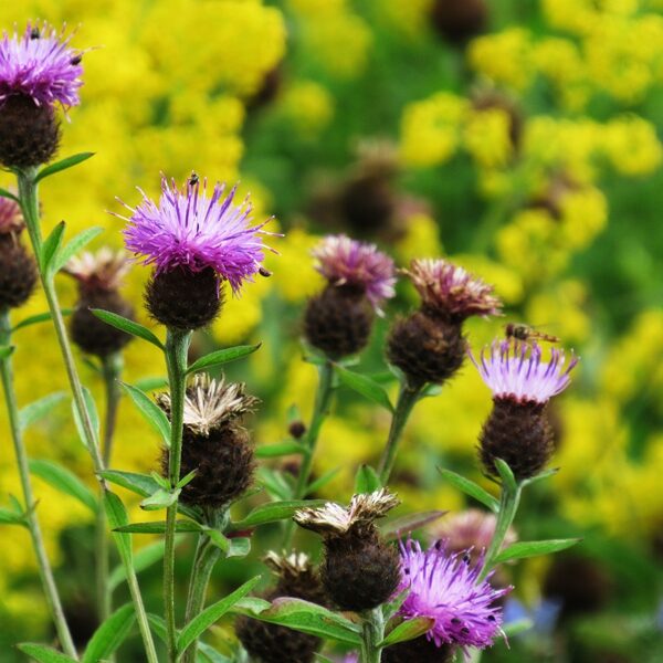 Frīģijas dzelzene Centaurea phrygia