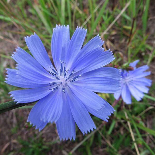 Cigoriņš Cichorium intybus