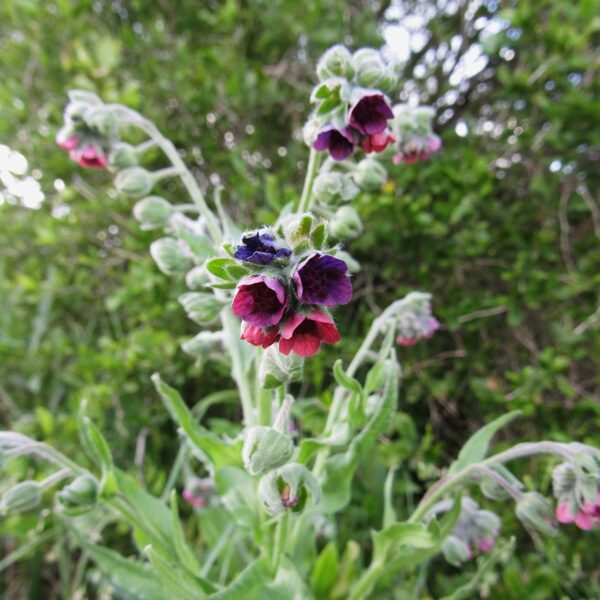 Ārstniecības suņmēle Cynoglossum officinale