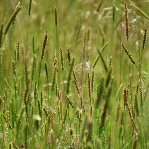 Parastā sekstaine Cynosurus cristatus