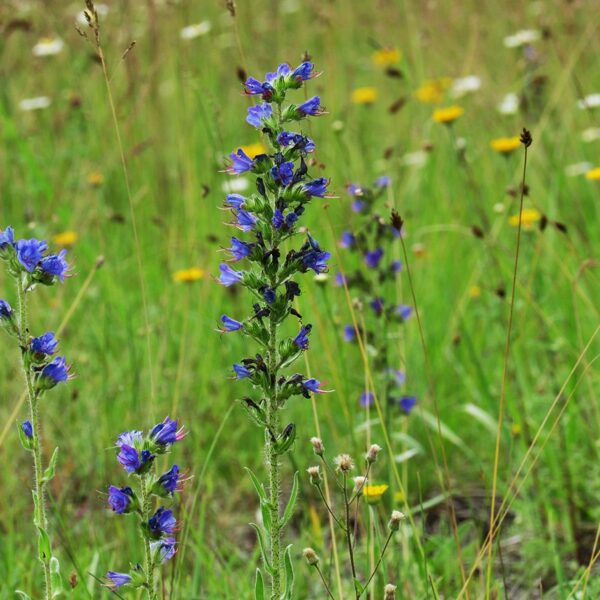 Parastais daglītis Echium vulgare