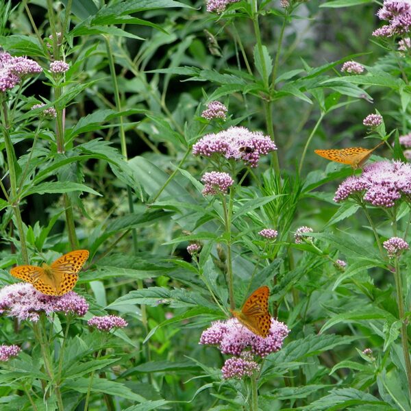 Lielā krastkaņepe Eupatorium cannabinum