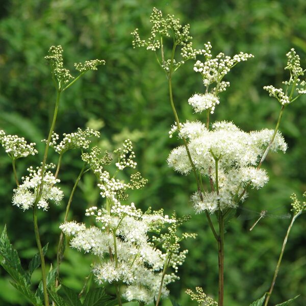 Parastā vīgrieze Filipendula ulmaria