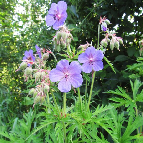 Pļavas gandrene Geranium pratense