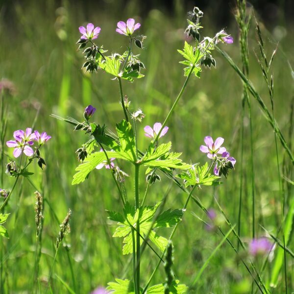 Meža gandrene Geranium sylvaticum