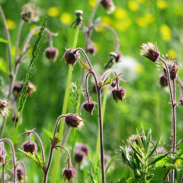 Pļavas bitene Geum rivale