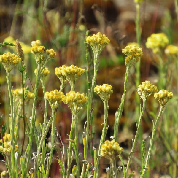 Dzeltenā salmene (kaķpēdiņa) Helichrysum arenarium