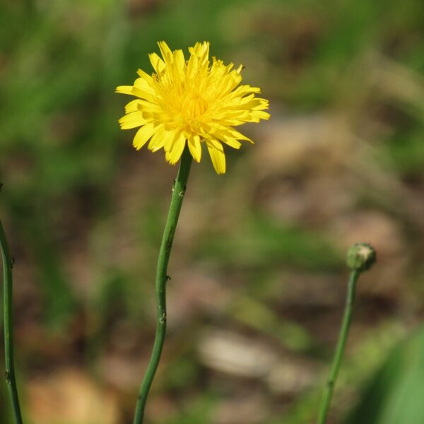 Sakņu pelūde Hypochaeris radicata