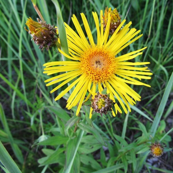 Vītolu staģe Inula salicina