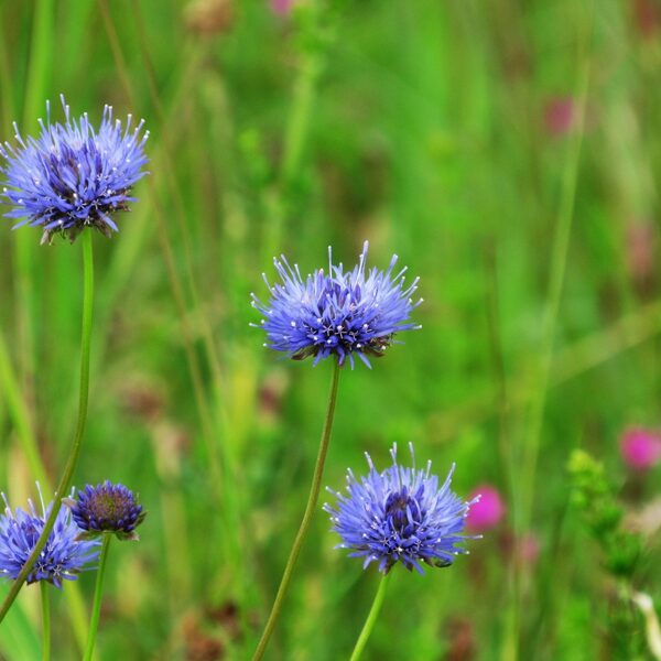 Kalnu norgalvīte Jasione motana