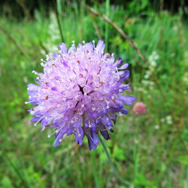 Tiruma pēterene Knautia arvensis