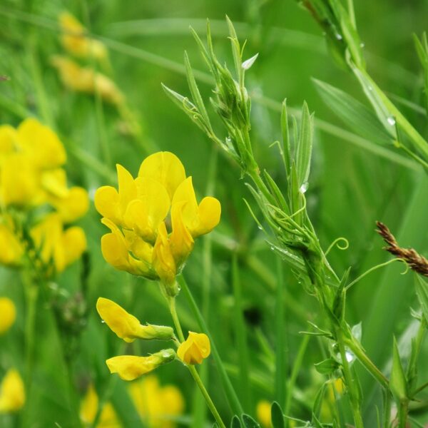 Pļavas dedestiņa Lathyrus pratensis