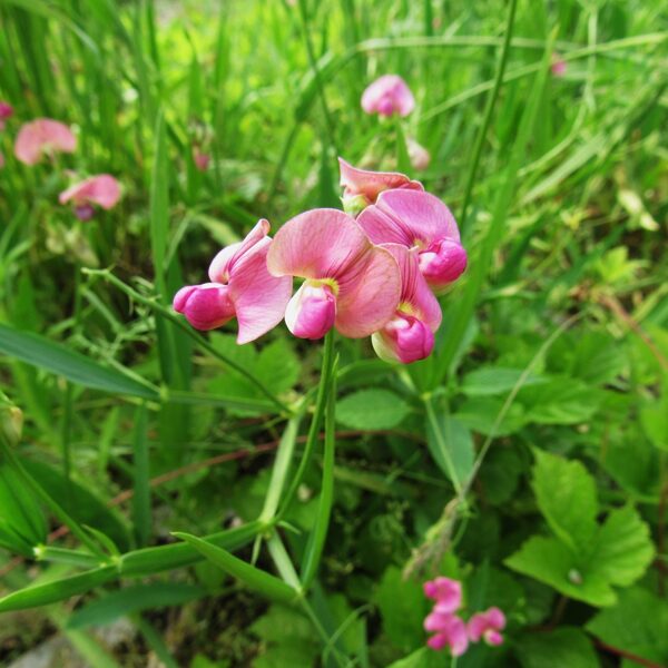Meža dedestiņa Lathyrus sylvestris