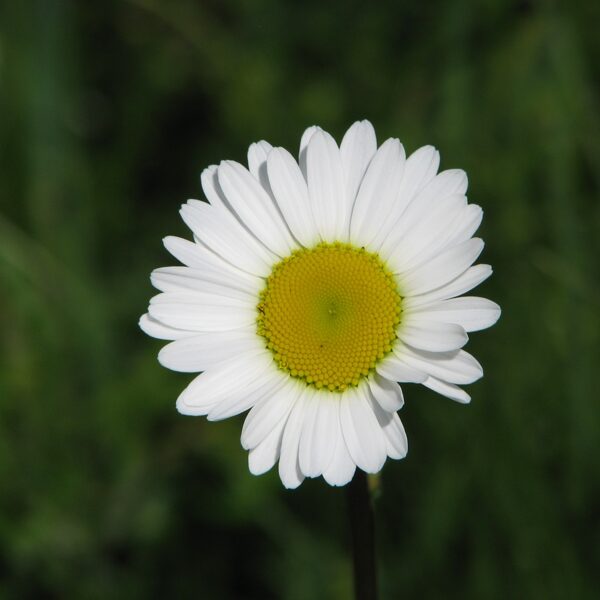 Parastā pīpene (margrietiņa) Leucanthemum vulgare