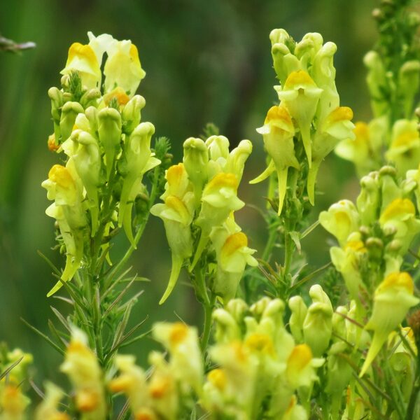 Parastā vīrcele Linaria vulgaris