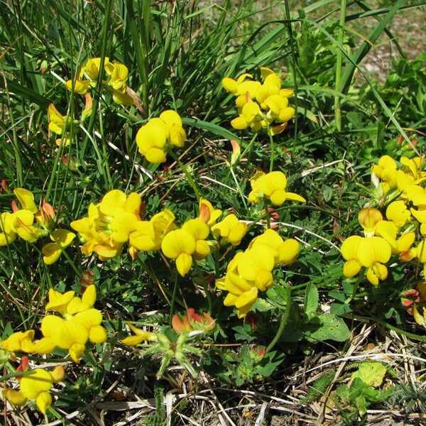 Ragainais vanagnadziņš Lotus corniculatus