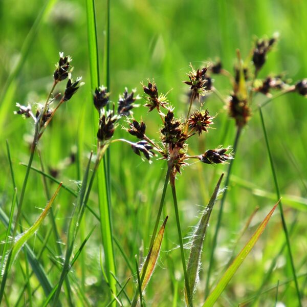Lauka zemzālīte Luzula campestris