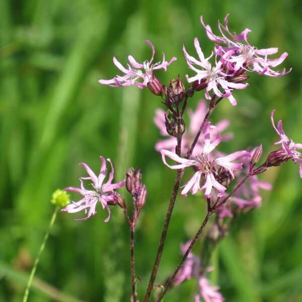 Pļavas spulgnaglene Lychnis flos-cuculi