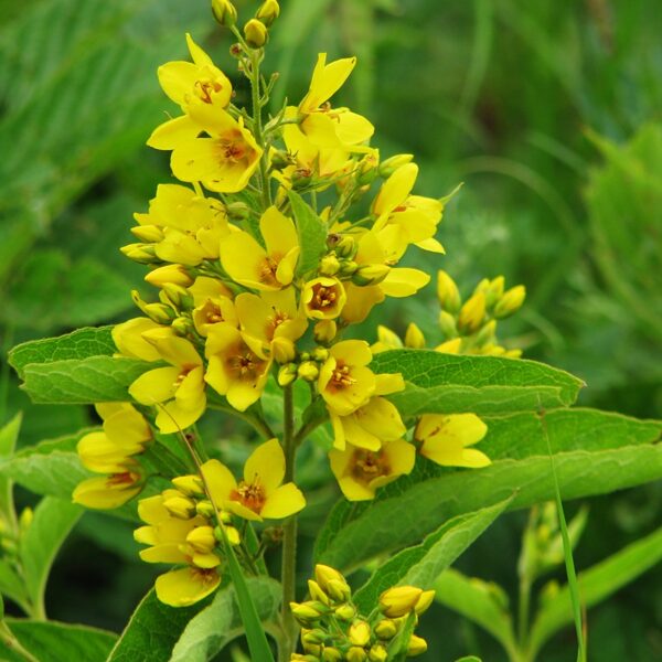 Parastā zeltene Lysimachia vulgaris