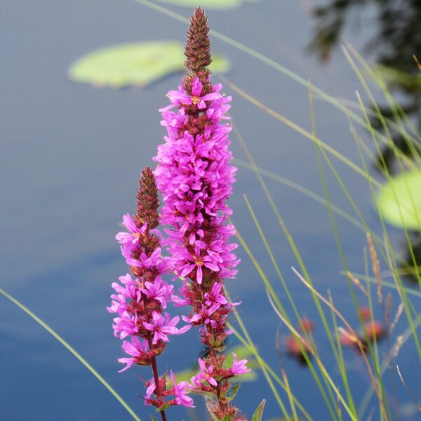 Vītolu vējmietiņš Lythrum salicaria