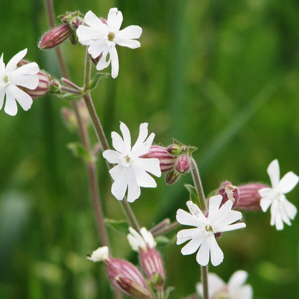 Baltā spulgotne Melandrium album