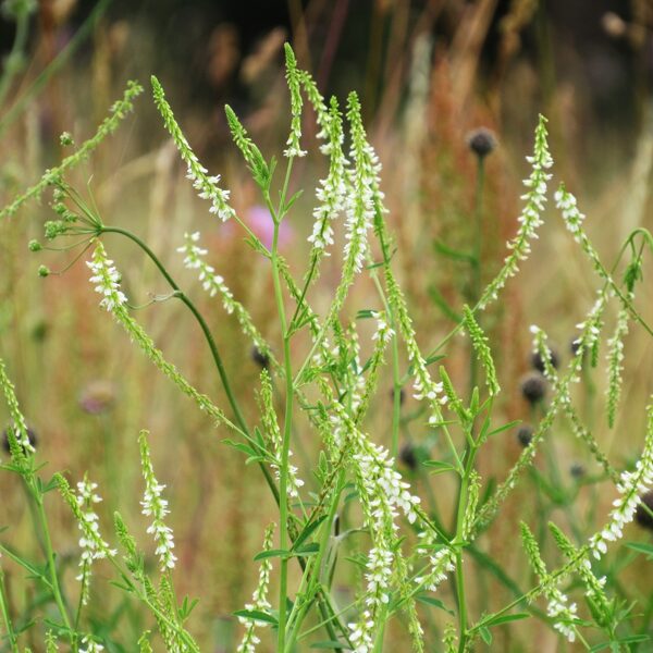 Baltais amoliņš Melilotus albus