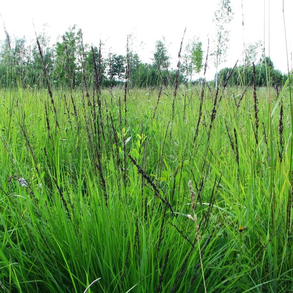 Zilganā molīnija Molinia caerulea