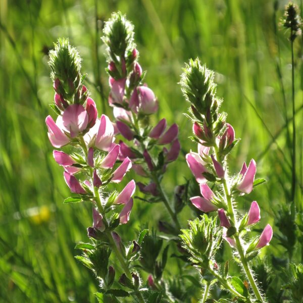 Tīruma blaktene Ononis arvensis