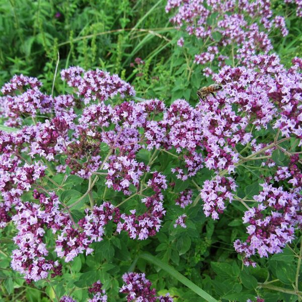 Parastā raudene Origanum vulgare