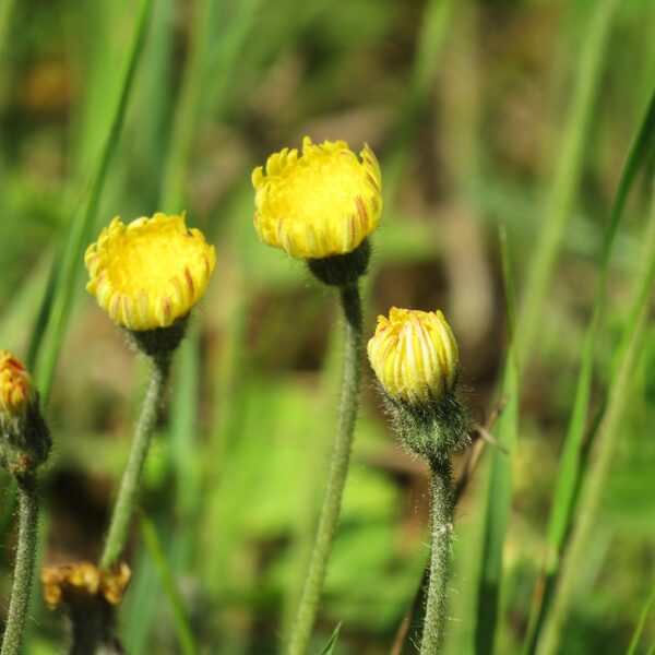 Mazā pamauraga Pilosella officinarum