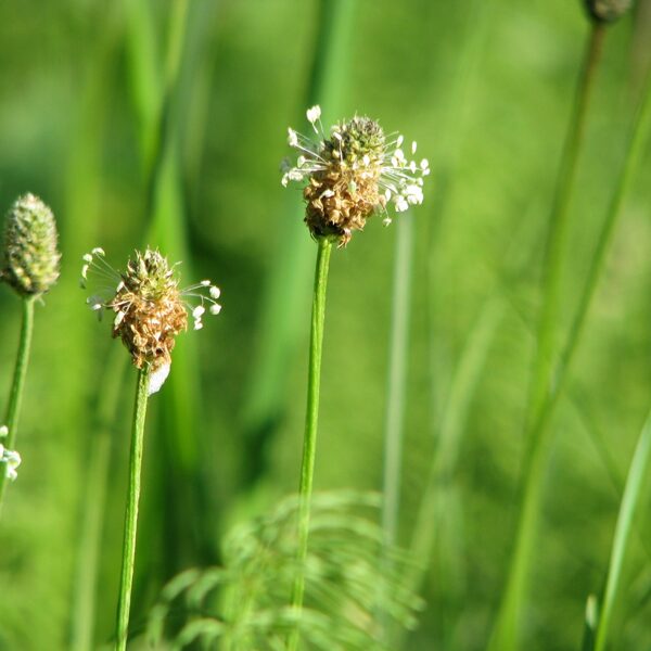 Šaurlapu ceļteka Plantago lanceolata