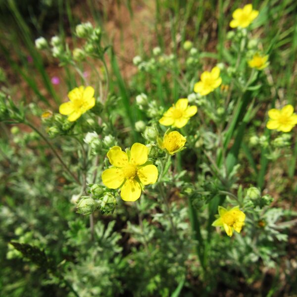 Sudraba retējs Potentilla argentea