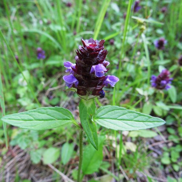 Parastā brūngalvīte Prunella vulgaris