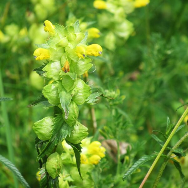 Lielais zvagulis Rhinathus serotina