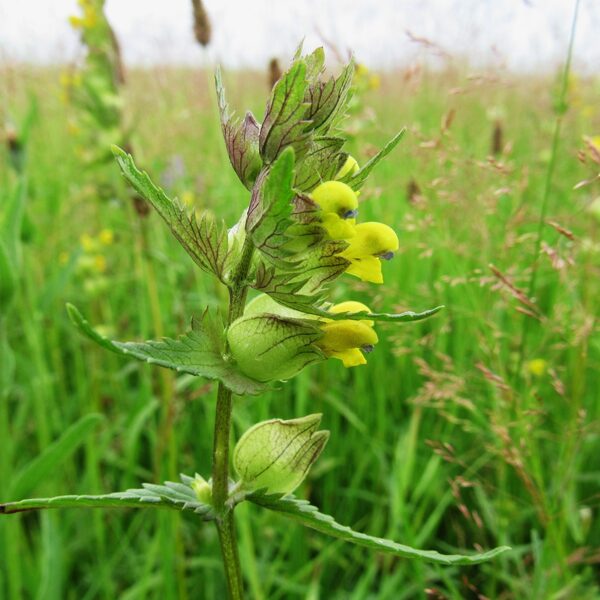 Mazais zvagulis Rhinanthus minor