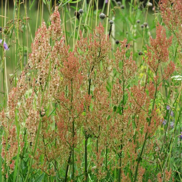 Piramidālā skābene Rumex thyrsiflorus