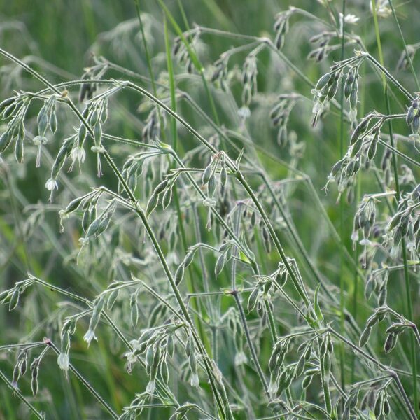 Nokarenā plaukšķene Silene nutans