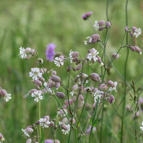 Parastā plaukšķene Silene vulgaris