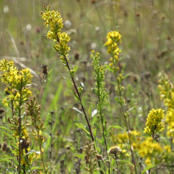 Dzeltenā zeltgalvīte Solidago virgaurea