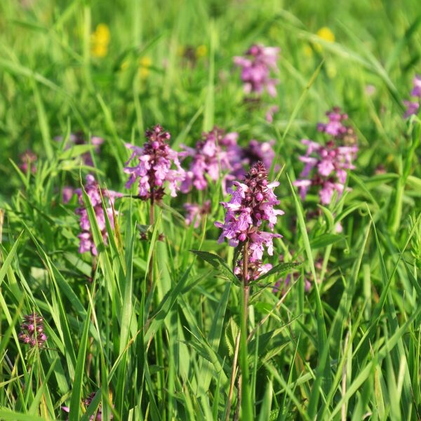 Purva sārmene Stachys palustris