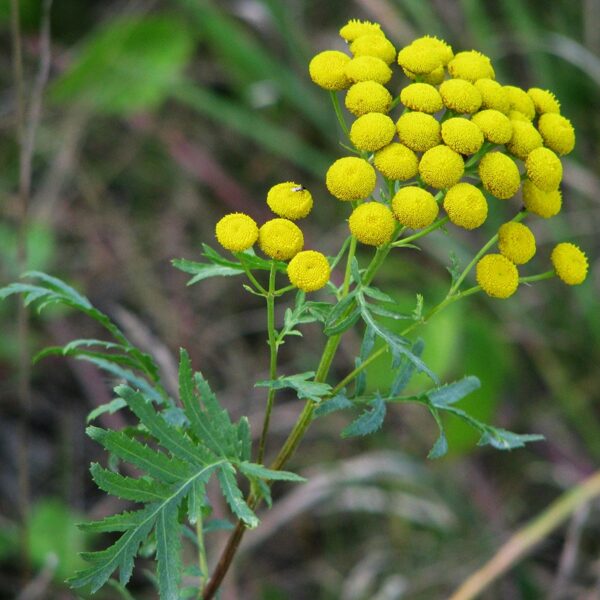 Parastais biškrēsliņš Tanacetum vulgare