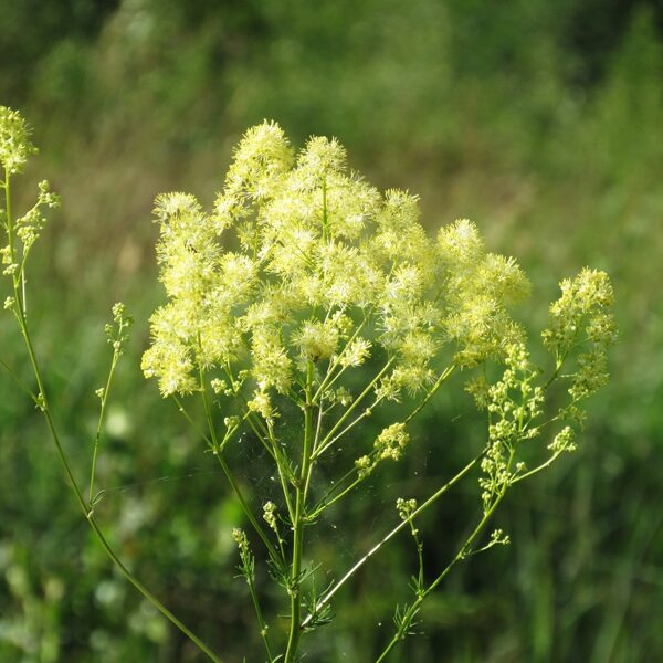 Spožais saulkrēsliņš Thalictrum flavum