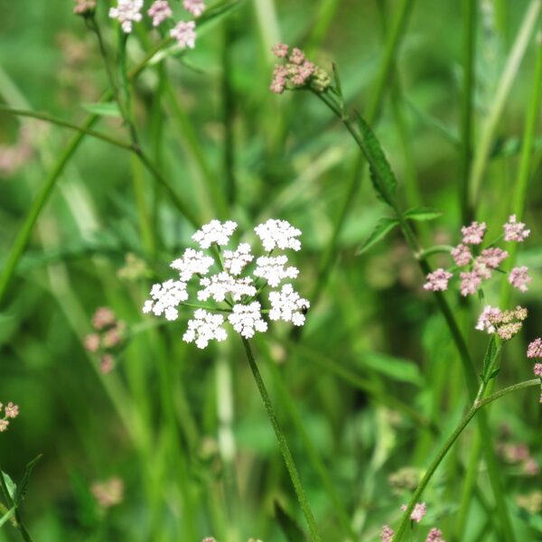 Japānas sārtburkšķis Torilis japonica