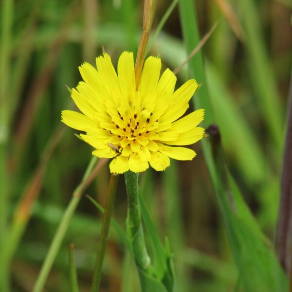 Pļavas plostbārdis Tragopogon pratensis